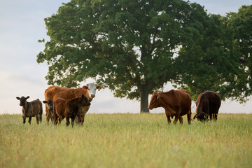 cows on a pasture