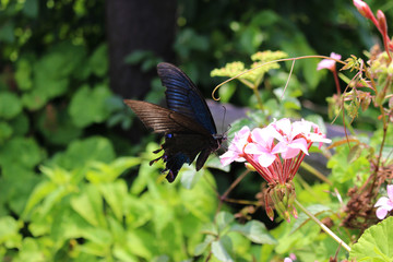 ピンクのゼラニウムの花の蜜を吸うカラスアゲハ