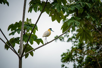 aves de puerto Inirida Guainia _ Colombia