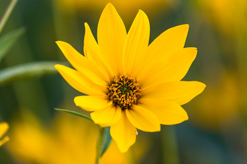 woodland sunflower - closeup of yellow flower