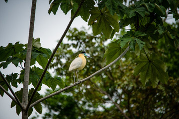 aves de puerto Inirida Guainia _ Colombia