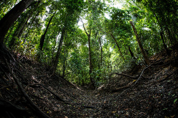 Fototapeta premium Bosques y humedales cerca a Puerto inirida Guainia _ Colombia