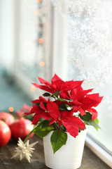 Fototapeta premium Beautiful Poinsettia in pot on windowsill at home