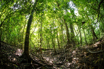 Bosques y humedales cerca a Puerto inirida Guainia _ Colombia