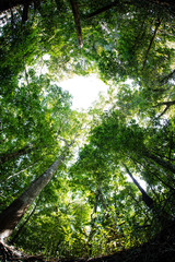 Bosques y humedales cerca a Puerto inirida Guainia _ Colombia