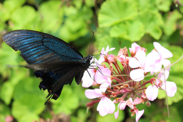 ピンクのゼラニウムの花の蜜を吸うカラスアゲハ