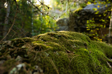 Fototapeta premium Moss