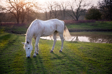 Obraz na płótnie Canvas Horse on Ranch
