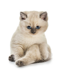 Cute little kitten on white background