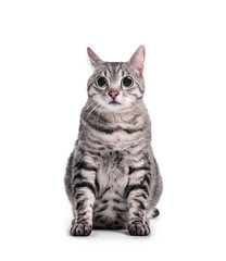 Obraz premium Cute funny cat on white background