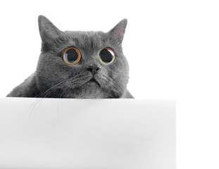 Cute British shorthair cat with big eyes and blank poster on white background