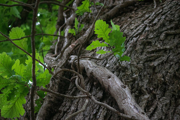 Obraz premium Wrapping old vine with fresh green leaves on tree bark