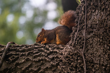 Red squirrel on tree center frame