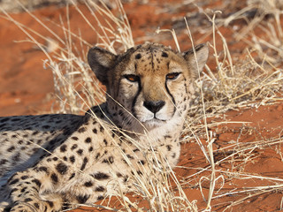 Cheetah