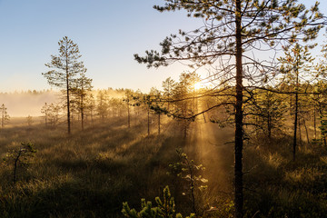 morning sun with fog