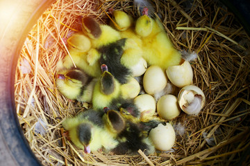 The ducks hatch, many yellow-born new ducklings are in the nest,Newly hatched ducklings