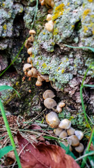 Small mushrooms on tree stump