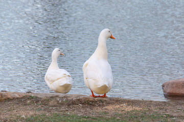Two ducks at waters edge from behind