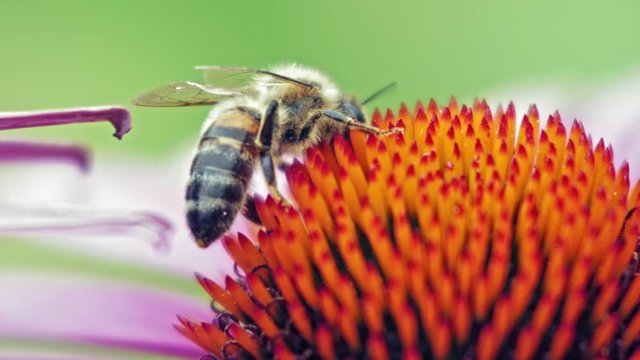 Honey Bee collects pollen from purple conflower; close-up macro shot.