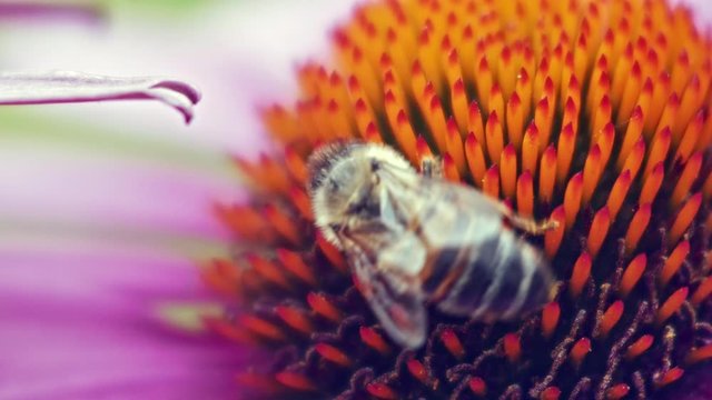 Bee collects pollen from purple conflower; close-up macro shot.