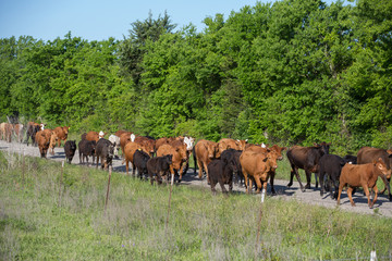 Fototapeta na wymiar Moving cattle