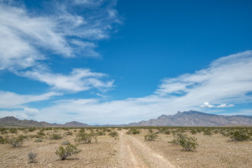 USA, Nevada, Clark County, Gold Butte National Monument, A small two track dirt road wanders through a Mojave Desert shrubland towards Virgin Peak.