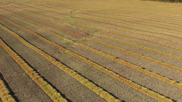 Drone video over a mature fall canola field that has been swathed into windrows and is ready for harvesting.  Drone is looking at a 45 degree angle on diagonal rows.
