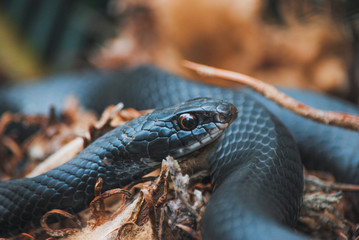 Black Snake