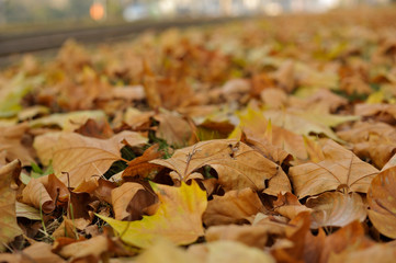 Herbst in Berlin entlang der Berliner Straße in Berlin-Pankow
