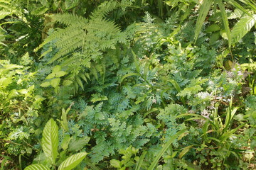 fern in forest