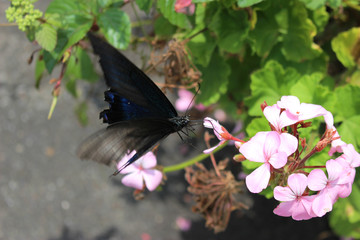 ピンクのゼラニウムの花の蜜を吸うカラスアゲハ