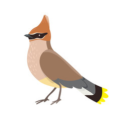 Waxwing isolated on a white background. Vector graphics.