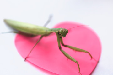 Green Praying Mantis on a red sticker. toxic relationship concept.