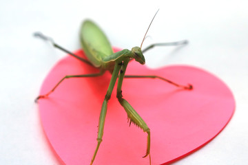 Green Praying Mantis on a red sticker. toxic relationship concept.