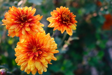 Obraz premium orange flowers