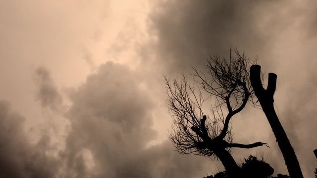 Bare Branches dry tree with a storm wind fast moving Cloudy Sky Landscape timelapse ,Beautiful summer day storm cloud timelapse. Dramatic thunderstorm cloudscape