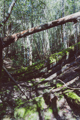 Obraz premium wild Australian bush during a hike in Tasmania with its untouched landscape