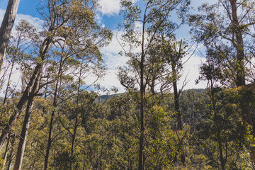 Fototapeta premium wild Australian bush during a hike in Tasmania with its untouched landscape
