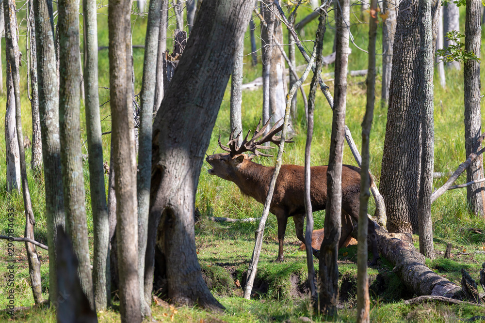 Sticker European red deer (Cervus elaphus) in rut, it is fourth  the largest deer species