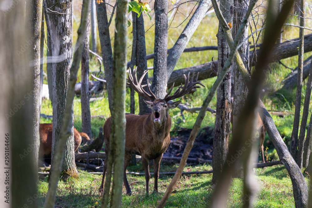 Canvas Prints European red deer (Cervus elaphus) in rut, it is fourth  the largest deer species