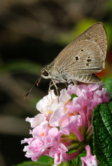 butterfly on flower at night