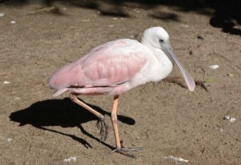 Roseat Spoonbill standing on one leg on a sunny day - closeup.