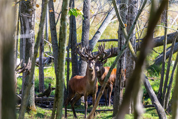 European red deer (Cervus elaphus) in rut, it is fourth  the largest deer species