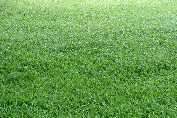 green grass texture background