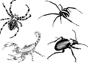 vector drawings sketches different insects bugs Scorpions spiders drawn in ink by hand , objects with no background	