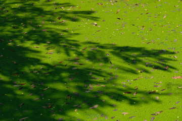 duckweed in river with tree shadow