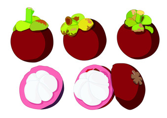 Mangosteen balls and Mangosteen half ball To eat Beautiful color on white background  illustration vector