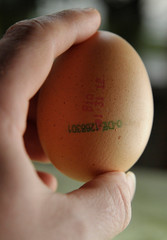 Eier - Dioxingbelastete Lebensmittel