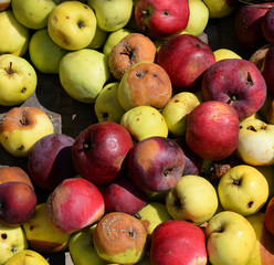 Background of apples.