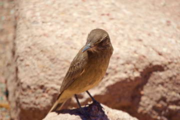 friendly bird